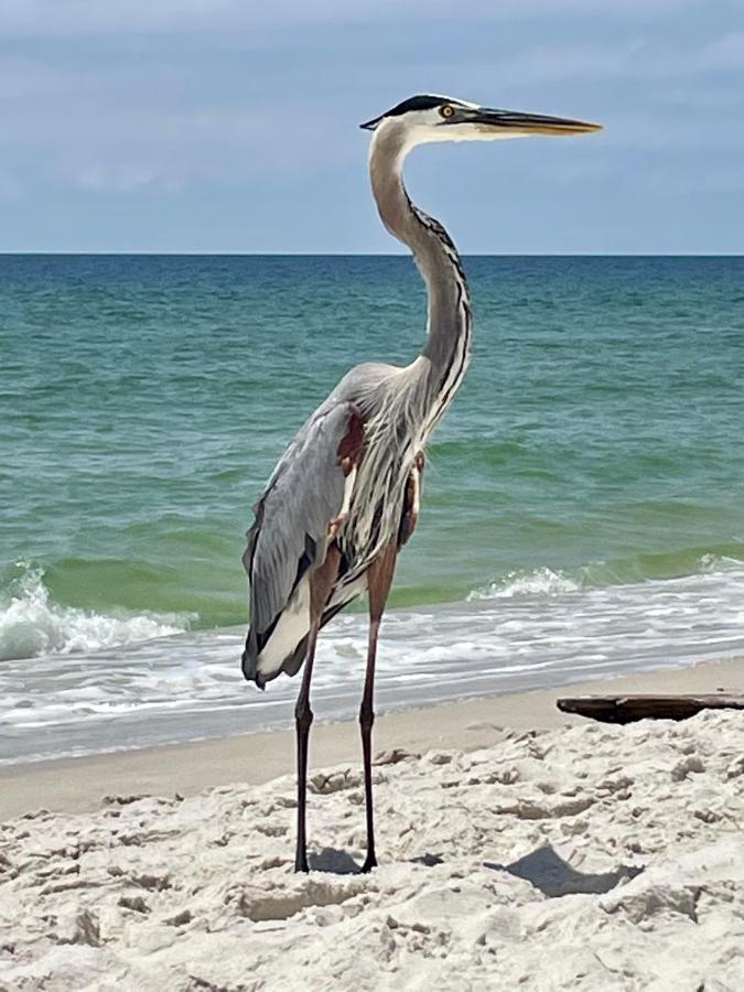 Appartamento Shoalwater 704 Orange Beach Esterno foto